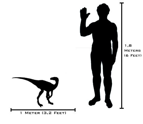 File:Human-eoraptor size comparison(v2).png - Wikipedia