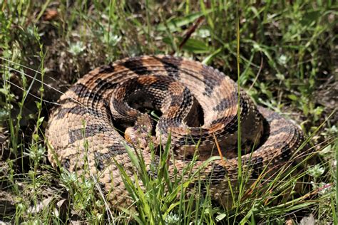 Timber Rattlesnake Coiled In Grass Free Stock Photo - Public Domain ...