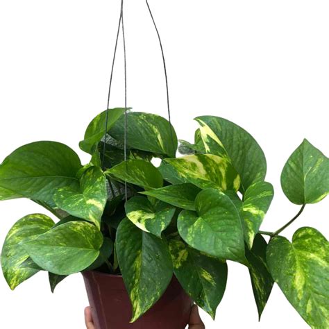 Hanging Golden Pothos - Unbeleafable