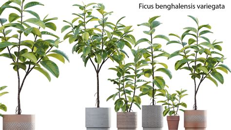 Ficus benghalensis (3D model) - 3DTree