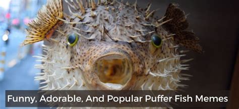 Funny, Adorable And Popular Puffer Fish Memes