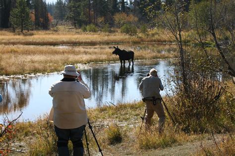 Wildlife Viewing - Grand Teton National Park (U.S. National Park Service)