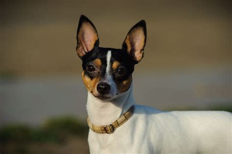 Miniature Fox Terrier Dog Breed: Profile, Personality, Facts