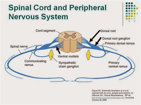 Inflamed dorsal root ganglion-- spinal disc herniation worsen the ...