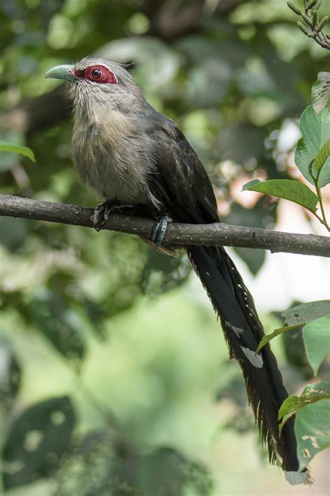 Green-billed malkoha (Phaenicophaeus tristis)