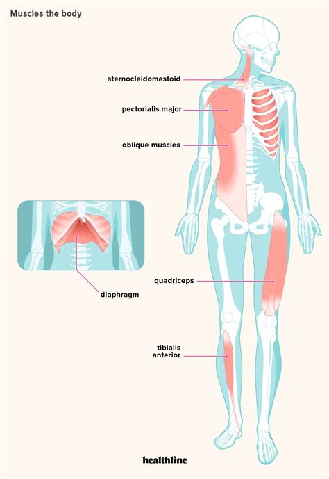 Cardiac Muscle Diagram Labeled