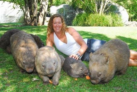 Wombat, Cute animals, Animals friends