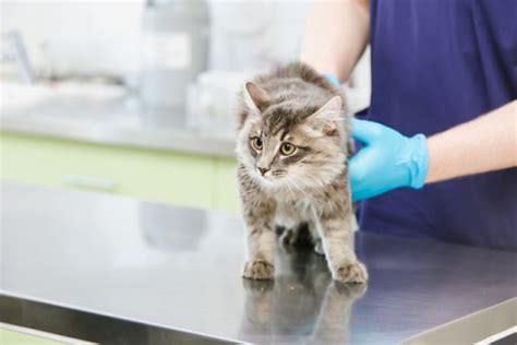 The Complete Guide To Cat Sedatives According to a Vet - Cats.com