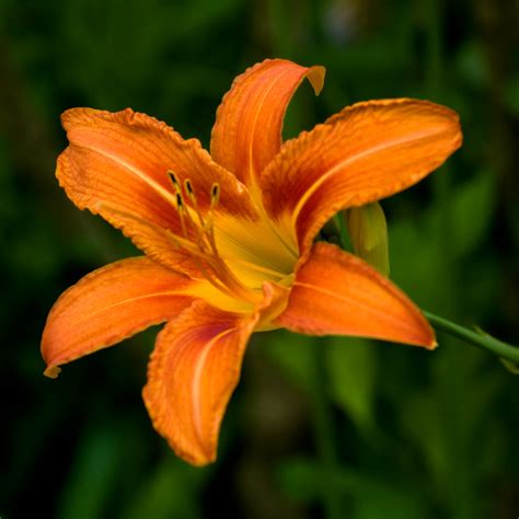 Orange Day Lily | Orange Day Lily at the Franklin Zoo | Corey Leopold ...