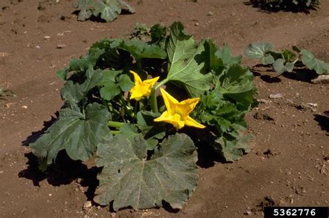 cucurbits (Family Cucurbitaceae)