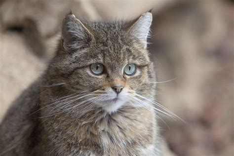 Wild Cat Breeds - Cat Breeds Encyclopedia