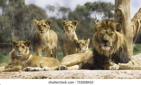 66,327 Lion Pride Images, Stock Photos & Vectors | Shutterstock