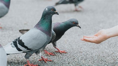 Man fined £150 for feeding pigeons in Luton town centre - BBC News