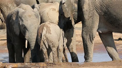 Baby elephant drinking water 1295836 Stock Video at Vecteezy