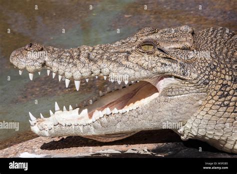 Saltwater Crocodile with mouth open Stock Photo - Alamy