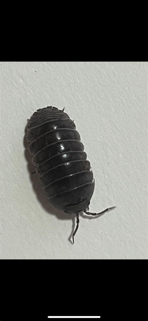 Help with identification : r/isopods