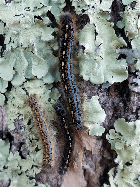 Forest tent caterpillar populations high in small localized areas