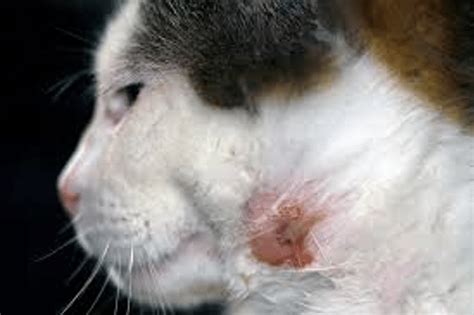 Cat Abscess: a Complete Guide to Effective Treatments - The Animalista