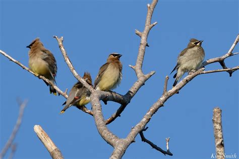 Cedar Waxwing juvenile | Kim Smith Films