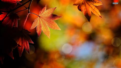 Autumn Leaf Hd Desktop Wallpaper - vrogue.co