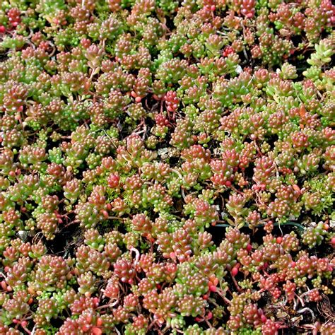 Sedum album 'Coral Carpet' - Sedum (Stonecrop)