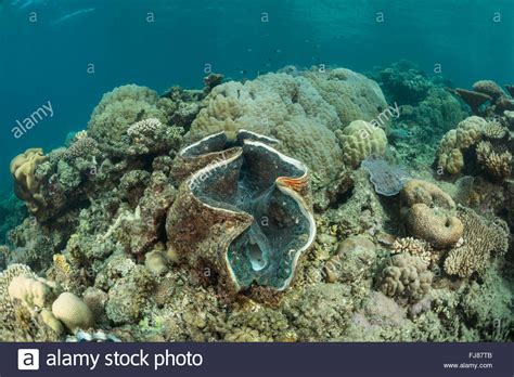 Giant clam in coral reef. There were very many big healthy giant clams ...