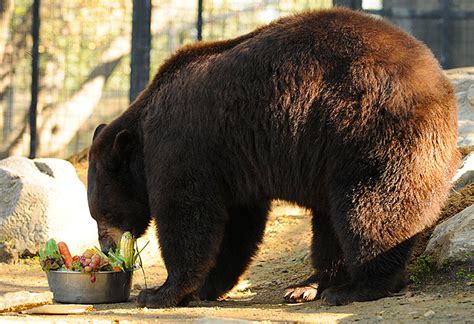 Chow - Friends of the Folsom Zoo Sanctuary