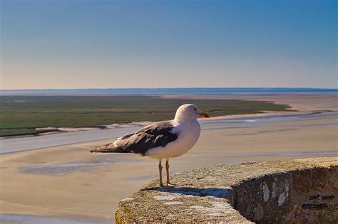 Bird Seagull Beach - Free photo on Pixabay - Pixabay