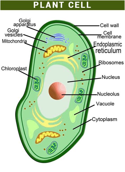 Plant Cell Easy Diagram