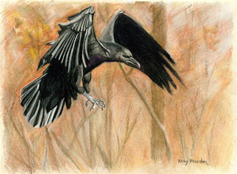 Crow in flight by mkmars on DeviantArt