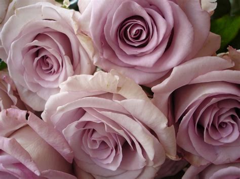 Lavender Roses Wallpaper - Wallpaper, High Definition, High Quality, Widescreen