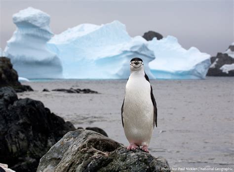 Interesting facts about chinstrap penguins | Just Fun Facts