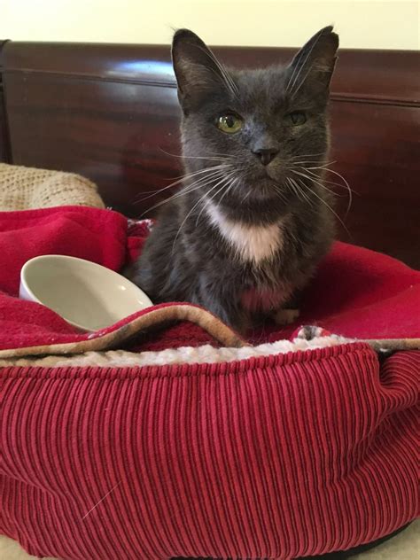 23-year-old Cat Given Up to Shelter Is So Thankful to Be Loved Again… (with Updates) - Love Meow