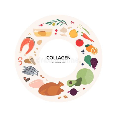 Collagen Sources Stock Illustrations – 14 Collagen Sources Stock Illustrations, Vectors ...