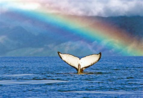 Whale Watching Tour - Lahaina, Maui | Pacific Whale Foundation