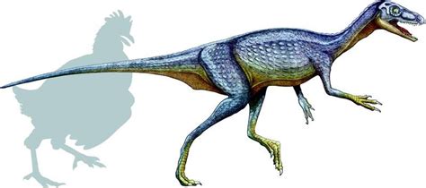 Eoraptor Pictures & Facts - The Dinosaur Database