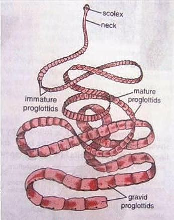 Tapeworm Scolex Diagram