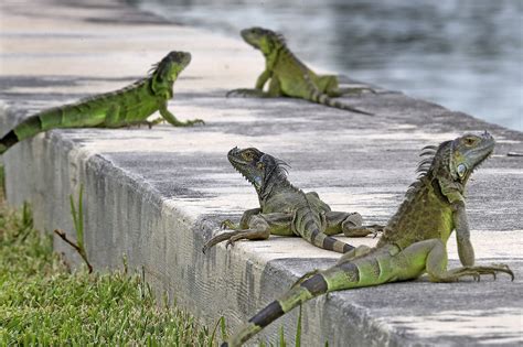 Watch out for falling iguanas, Weather Service warns