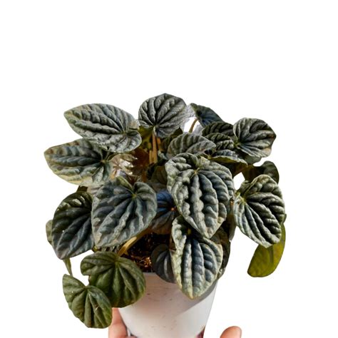 Peperomia Ripple Red Caperata - Unbeleafable