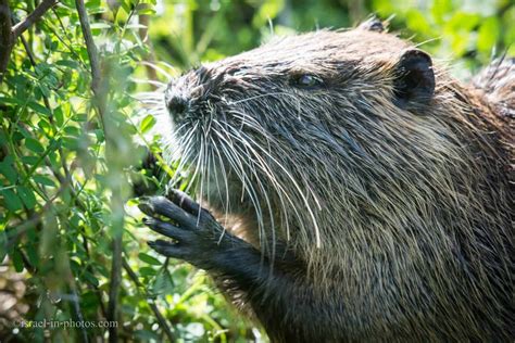 Nutria (Coypu) - Origins and Where You Can Find them in Israel