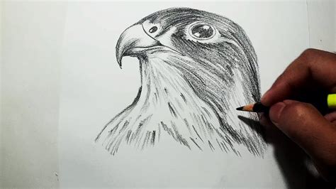 How to Draw A Bird Head || Charcoal Drawing and Shading - YouTube