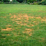Mow Responsibly To Prevent Fungal Infection And Keep Your Lawn Healthy | AftonVilla.com