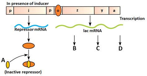 Consider the following diagram showing the working of the lac operon in ...