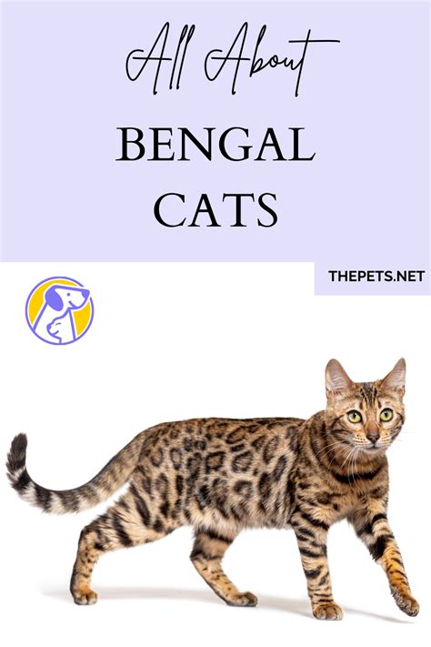 All about the bengal cat breed – Artofit