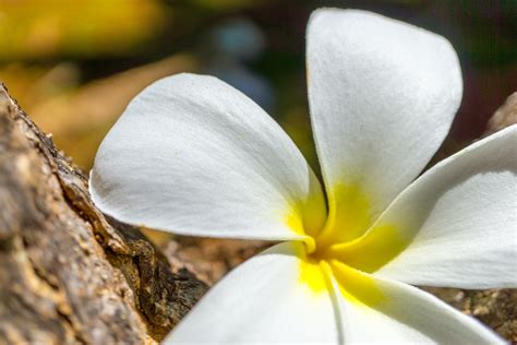 Free Images : nature, blossom, leaf, flower, petal, tropical, botany, hawaii, yellow, flora ...