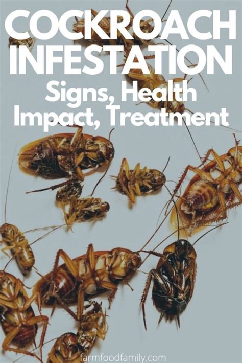 Cockroach Infestation- Signs, Health Impact, Treatment, and More…