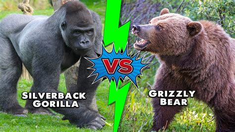 Gorilla Vs Grizzly Bear