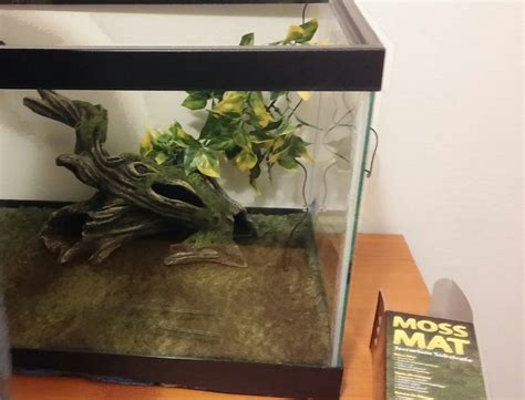 How to Set Up a Reptile Terrarium : 8 Steps (with Pictures) - Instructables