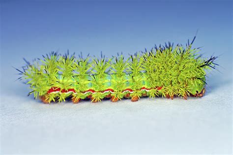 IO Moth Caterpillar Photograph by Larah McElroy - Fine Art America