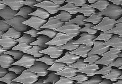 shark skin - Ultimate Animals